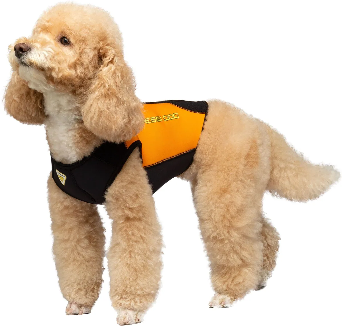 Cressi DWS Dog 3mm Wetsuit [2XS, Nassanzug